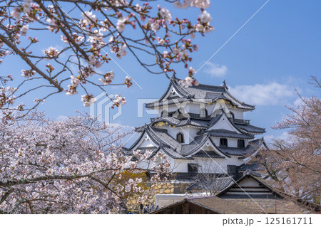 彦根城天守と満開の桜 彦根城天守と満開の桜 125161711