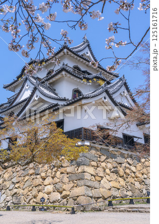 彦根城天守と満開の桜 125161716