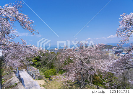 彦根城 西の丸から満開の桜と琵琶湖を眺める 彦根城 西の丸から満開の桜と琵琶湖を眺める 125161721