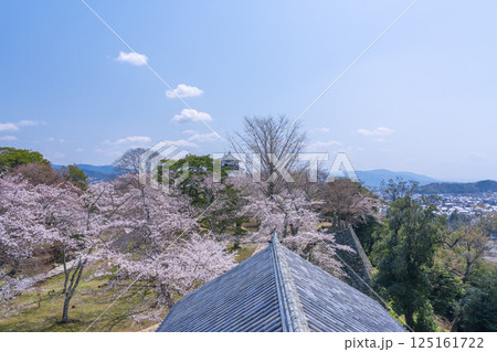 西の丸三重櫓から桜に包まれた彦根城天守を眺める 西の丸三重櫓から桜に包まれた彦根城天守を眺める 125161722