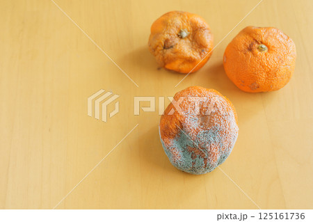 カビの生えたミカン カビの生えたミカン 125161736