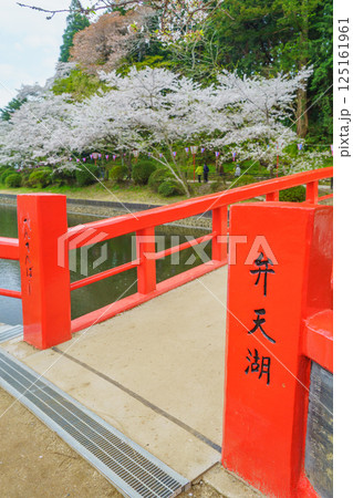 【千葉県茂原市】春の茂原公園(弁天湖・弁天橋)と桜 125161961
