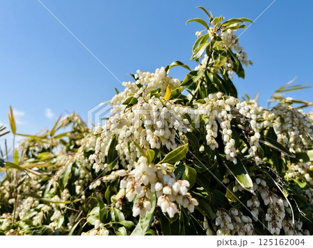 白いアセビの花 125162004
