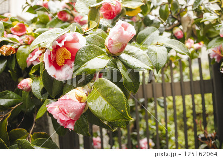 雨天の椿 125162064