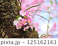 桜 125162161