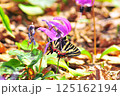 カタクリとギフチョウ 125162194