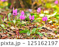 カタクリ 125162197