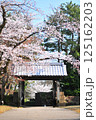 金沢城公園　旧第六旅団司令部庁舎　切手門と桜 125162203