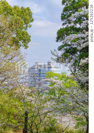 【千葉県茂原市】茂原公園の桜とそこから見える茂原市役所 【千葉県茂原市】茂原公園の桜とそこから見える茂原市役所 125162216
