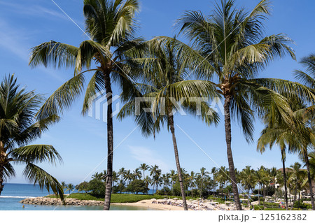 ハワイの休日　アウラニ・ビーチのヤシの木 125162382