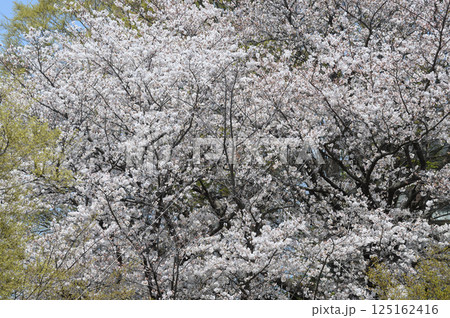 東高根森林公園の古木サクラ 東高根森林公園の古木サクラ 125162416