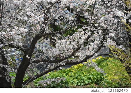 東高根森林公園の古木サクラ 125162479