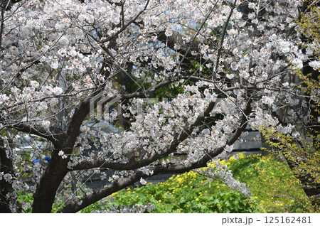 東高根森林公園の古木サクラ 東高根森林公園の古木サクラ 125162481