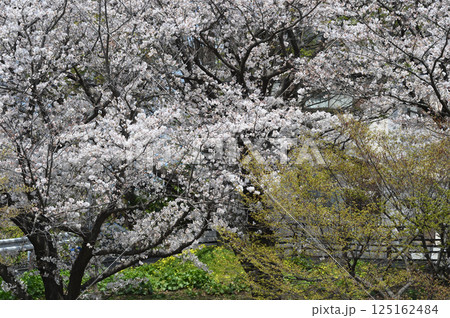 東高根森林公園の古木サクラ 125162484
