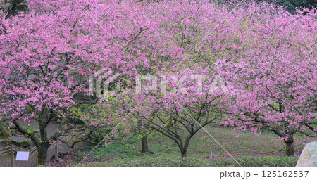 桜 さくら サクラ 125162537