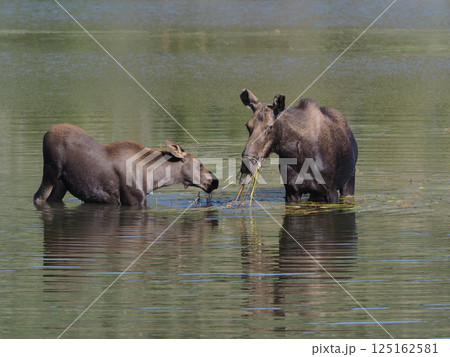湖の中で水草を向かい合って食べるヘラジカの母と子 125162581