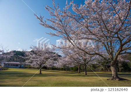ヅウタ親水公園の桜 125162640