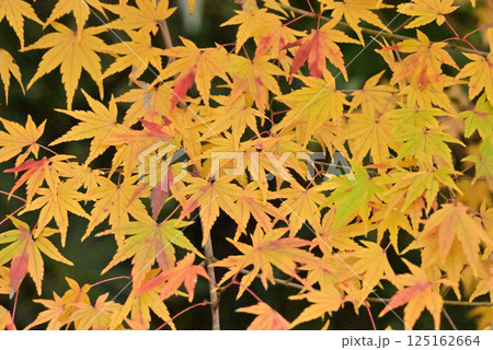 紅葉 125162664