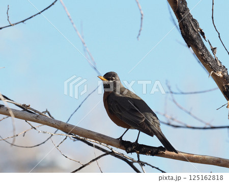 枝に止まるコマツグミ 125162818