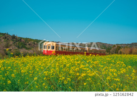 菜の花畑をかけるいすみ鉄道 125162842