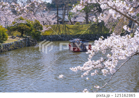彦根城内堀 満開の桜と屋形船 彦根城内堀 満開の桜と屋形船 125162865