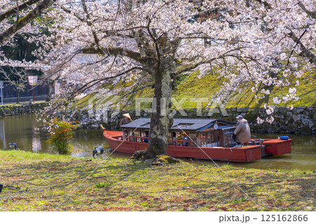 彦根城内堀 満開の桜と屋形船 彦根城内堀 満開の桜と屋形船 125162866