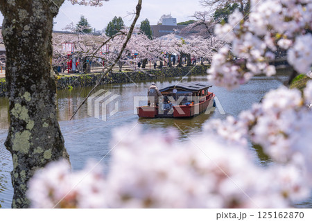 彦根城内堀　満開の桜と屋形船 125162870