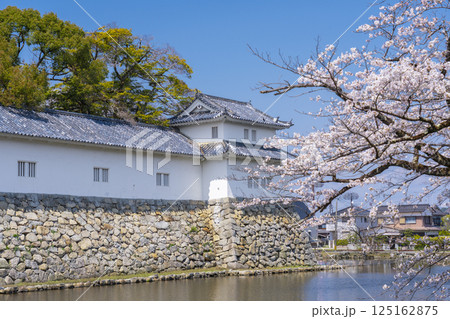 彦根市開国記念館と満開の桜 彦根市開国記念館と満開の桜 125162875
