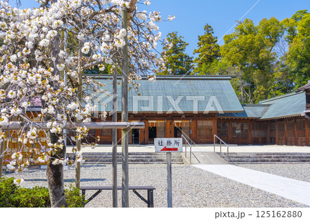 滋賀縣護國神社と満開の桜 125162880