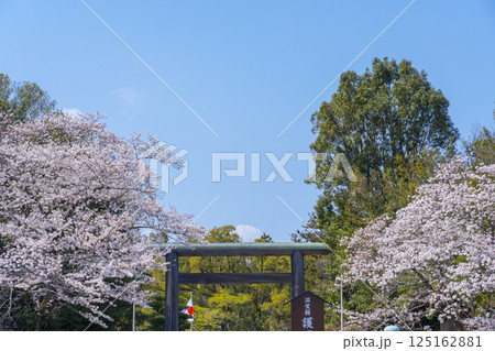 滋賀縣護國神社 参道の立派な鳥居と満開の桜 滋賀縣護國神社 参道の立派な鳥居と満開の桜 125162881