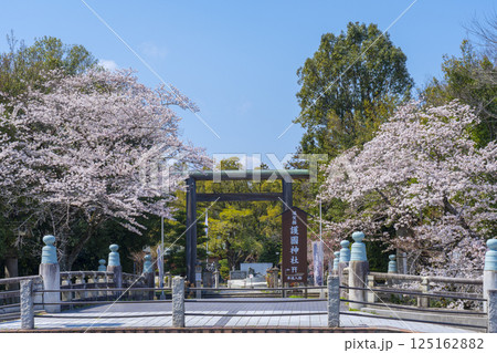 滋賀縣護國神社 参道の立派な鳥居と満開の桜 滋賀縣護國神社 参道の立派な鳥居と満開の桜 125162882