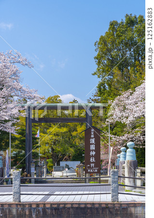 滋賀縣護國神社　参道の立派な鳥居と満開の桜 125162883