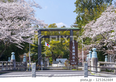 滋賀縣護國神社 参道の立派な鳥居と満開の桜 滋賀縣護國神社 参道の立派な鳥居と満開の桜 125162884