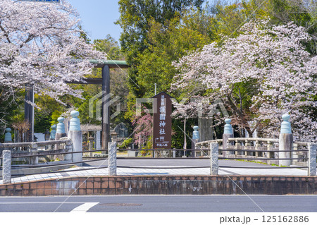 滋賀縣護國神社 参道の立派な鳥居と満開の桜 滋賀縣護國神社 参道の立派な鳥居と満開の桜 125162886