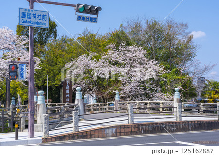 滋賀縣護國神社 参道の立派な鳥居と満開の桜 滋賀縣護國神社 参道の立派な鳥居と満開の桜 125162887