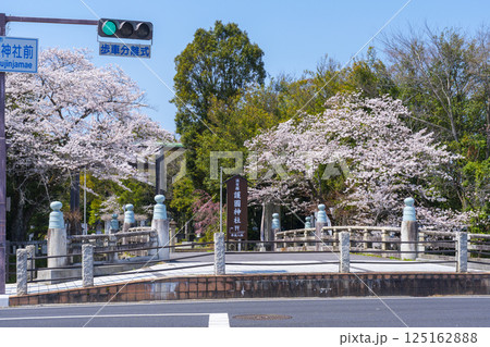 滋賀縣護國神社 参道の立派な鳥居と満開の桜 滋賀縣護國神社 参道の立派な鳥居と満開の桜 125162888