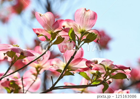 ピンクのハナミズキ 125163086