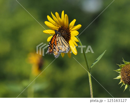 ヒマワリの花の蜜を吸うオオカバマダラ 125163127