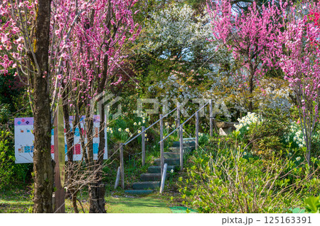 散歩道に咲くピンクのしだれ桜 散歩道に咲くピンクのしだれ桜 125163391