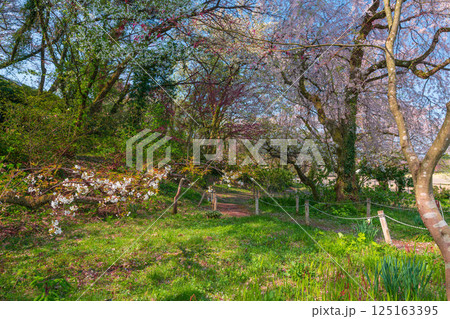 春の天神山の風景 125163395