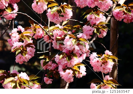 満開になった福蔵院の八重桜（2） 125163547
