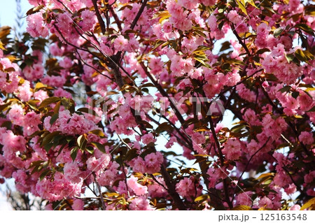 満開になった福蔵院の八重桜（3） 125163548