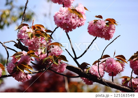 満開になった福蔵院の八重桜(4) 満開になった福蔵院の八重桜(4) 125163549