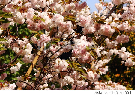 満開になった福蔵院の八重桜（6） 125163551