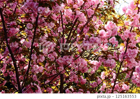 満開になった福蔵院の八重桜（8） 125163553
