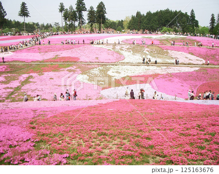 埼玉県秩父市の羊山公園(芝桜の丘) 埼玉県秩父市の羊山公園(芝桜の丘) 125163676