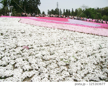 埼玉県秩父市の羊山公園(芝桜の丘) 埼玉県秩父市の羊山公園(芝桜の丘) 125163677