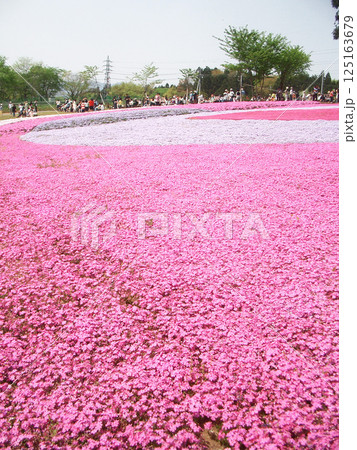 埼玉県秩父市の羊山公園(芝桜の丘) 埼玉県秩父市の羊山公園(芝桜の丘) 125163679