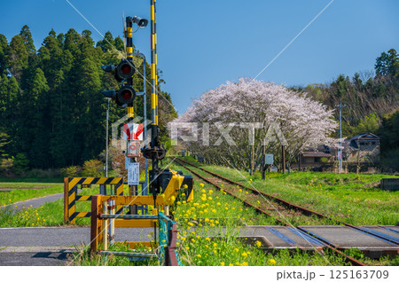 いすみ鉄道生島踏切 春のノスタルジーな風景 いすみ鉄道生島踏切 春のノスタルジーな風景 125163709