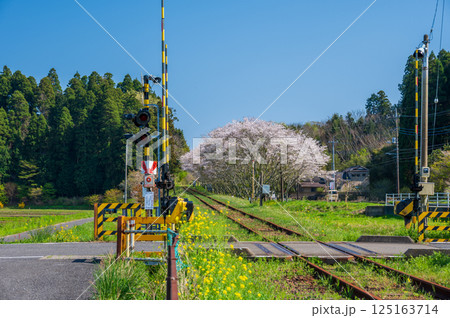 いすみ鉄道生島踏切　春のノスタルジーな風景 125163714